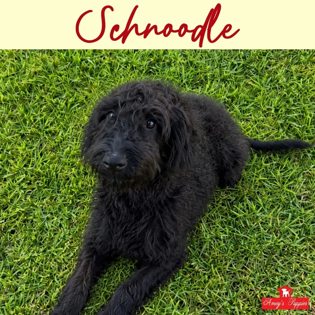 Black Schnoodle lying on green grass with “Schnoodle” text at the top.