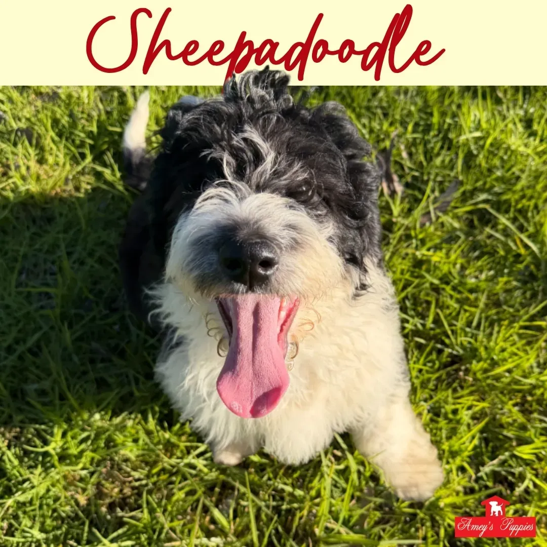 Black-and-white Sheepadoodle sitting in grass with tongue out
