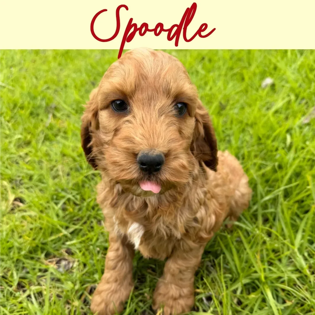 Small tan puppy sitting on green grass with tongue out, labeled “Spoodle” above it