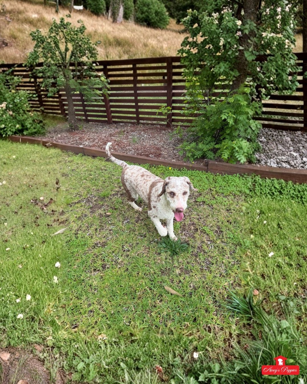 Mature Dogs