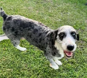 Aussiedoodle