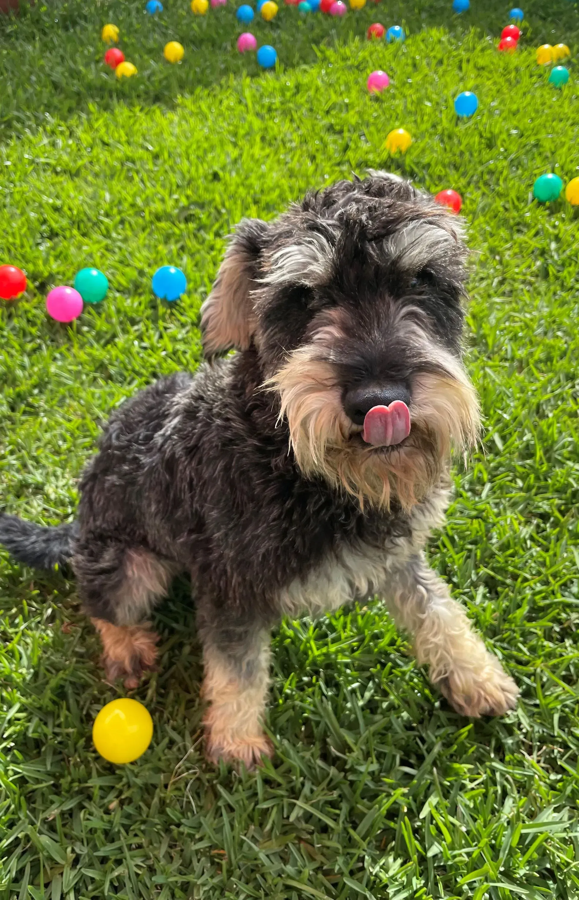 schnoodle