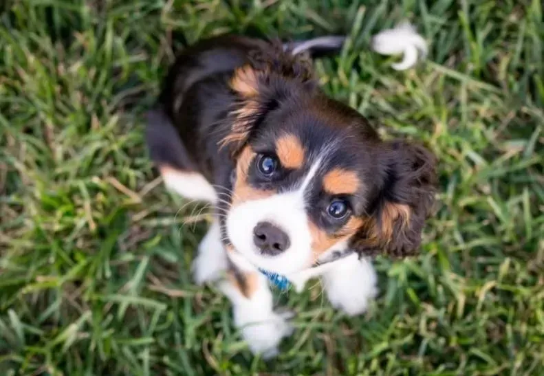 Cocker Spaniel Pup Looking at The Camera