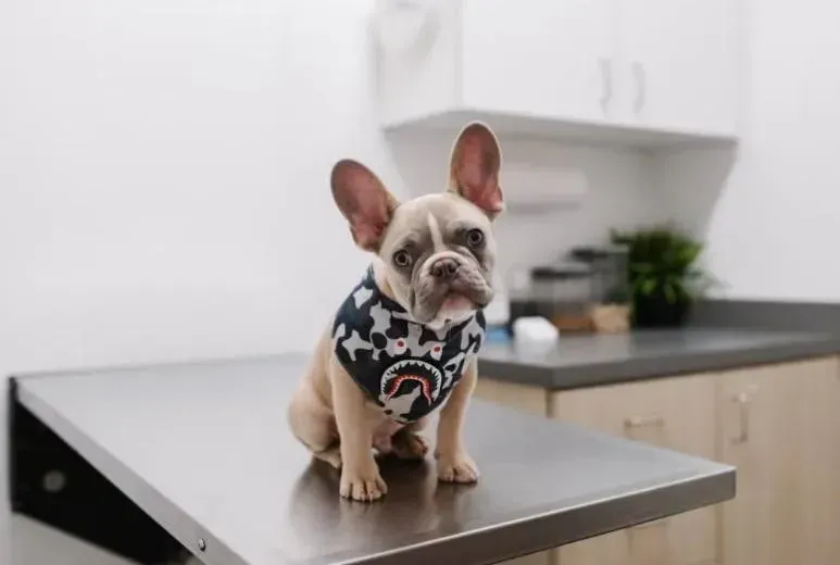 French Bulldog Puppy at Vet