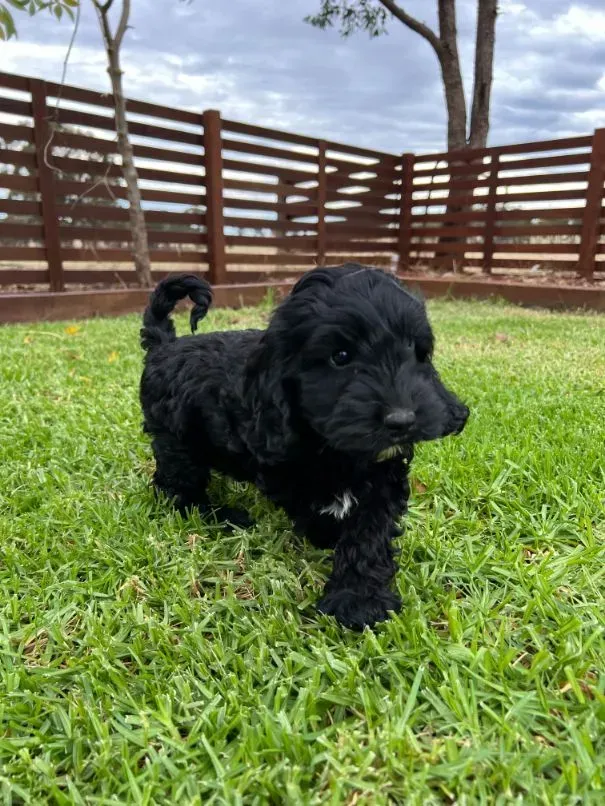 Black Groodle Puppy Trotting