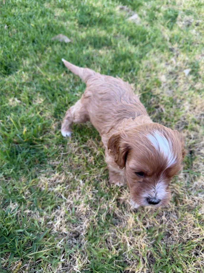 Medium Aussiedoodle Boy 8072