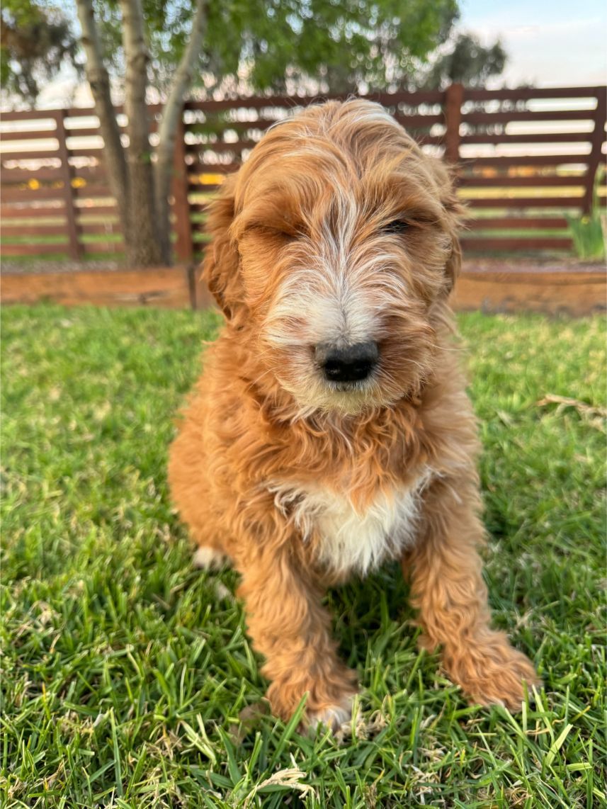 Medium Aussiedoodle Girl 4812