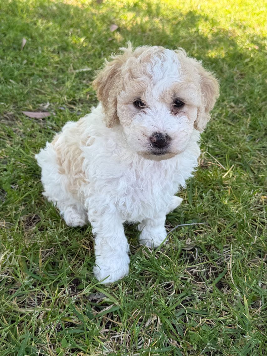Medium Aussiedoodle Girl 4317