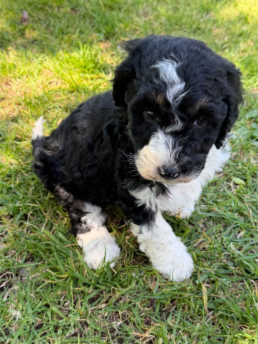 Medium Aussiedoodle Girl 4842