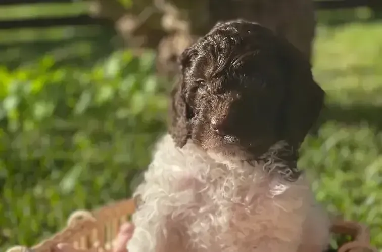 Aussiedoodle Puppies Melbourne