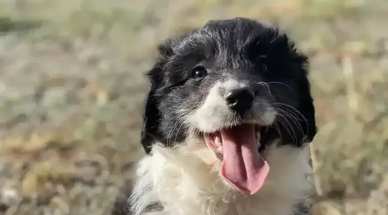 Aussiedoodle Puppies for Sale