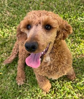 cavoodle