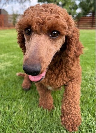 cavoodle
