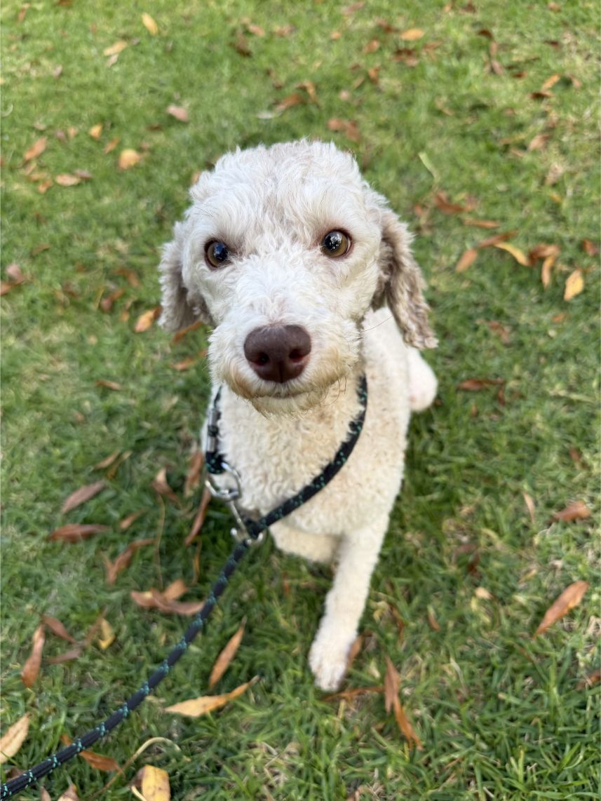 schnoodle
