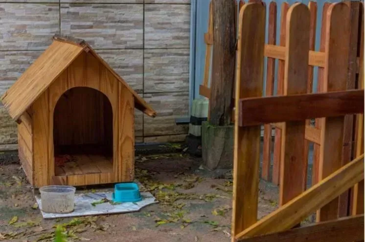 Poor Living Conditions for Backyard Breeder's Puppies