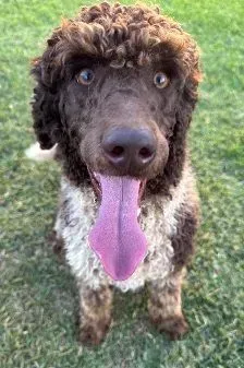 Aussiedoodle