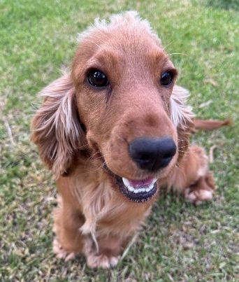 Miniature Golden Retriever