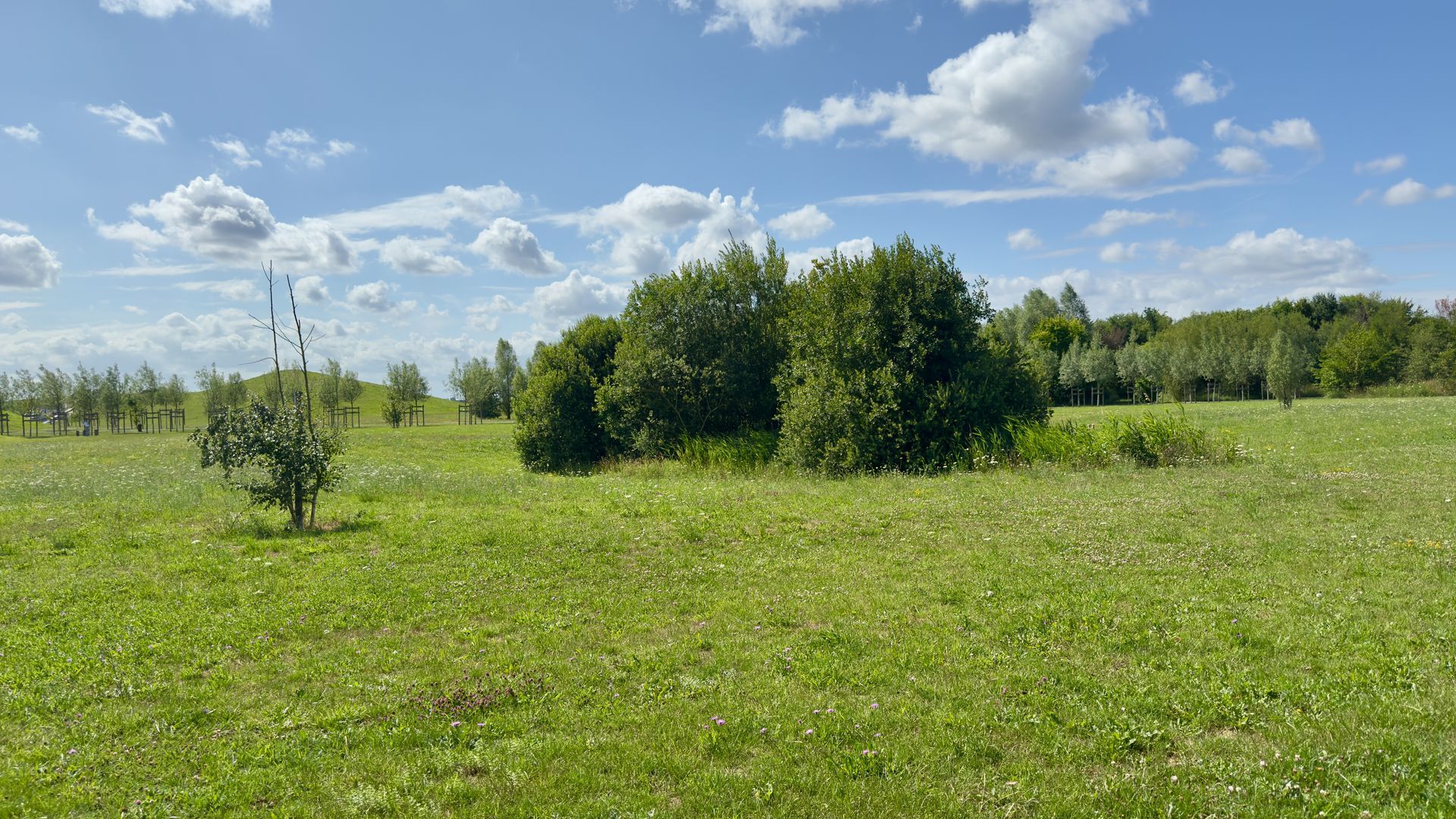 A field of green grass with scattered trees under a blue sky with fluffy white clouds.