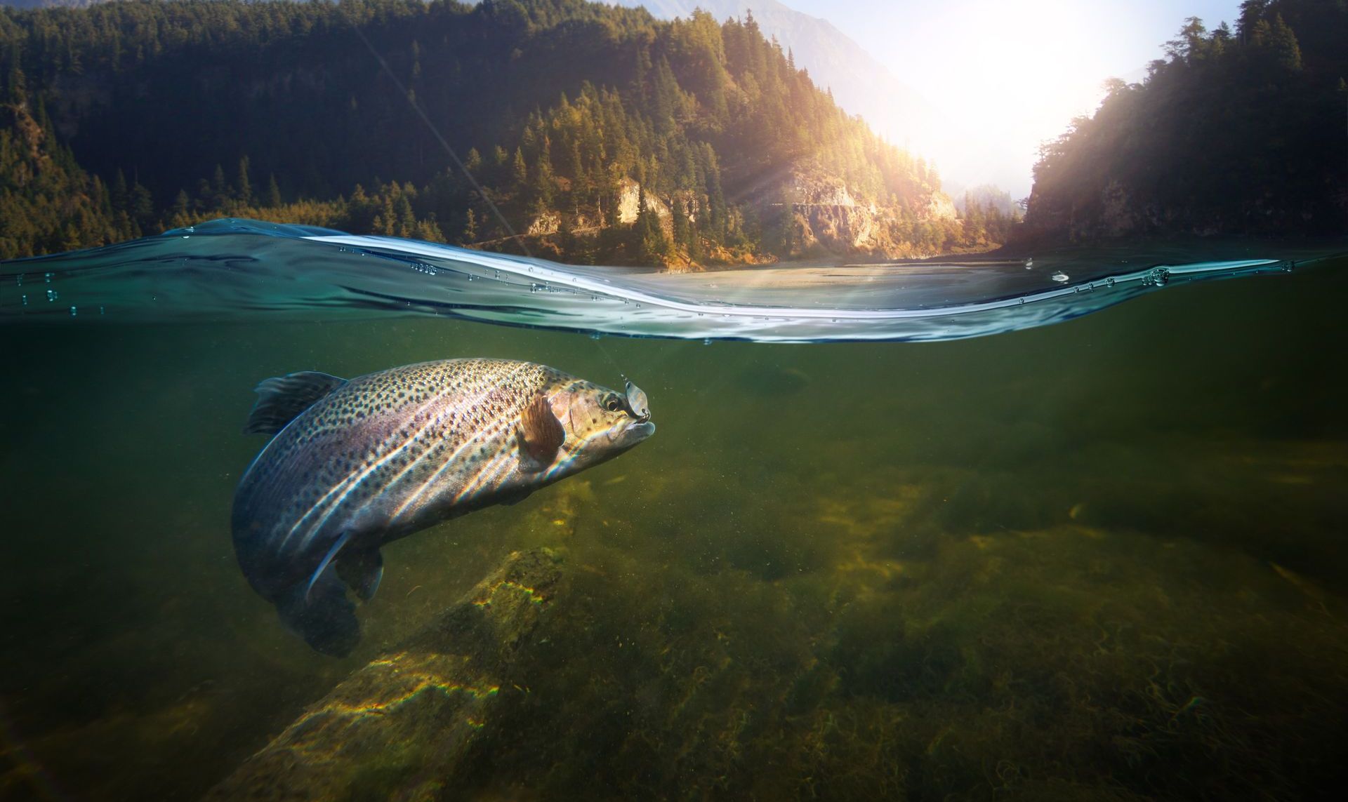 A fish is swimming underwater in a lake with mountains in the background.