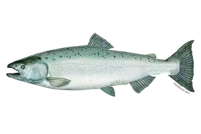 A drawing of a salmon with its mouth open on a white background.