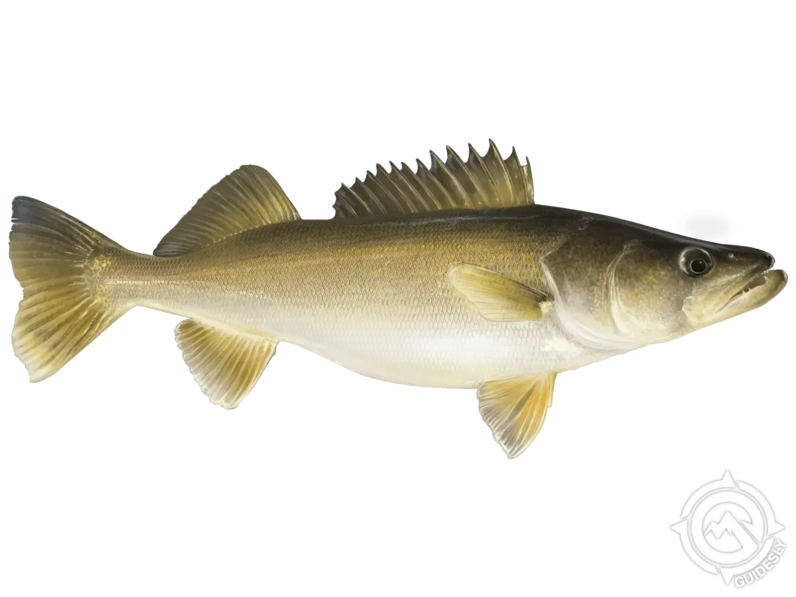 A fish is swimming on a white background.