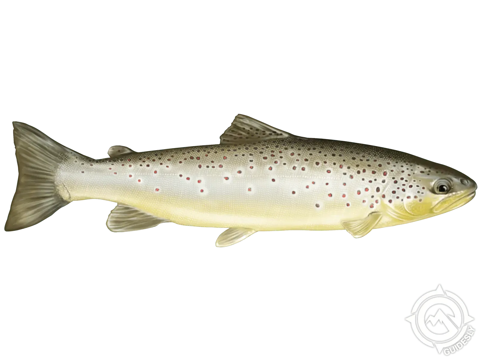 A brown trout is swimming on a white background.