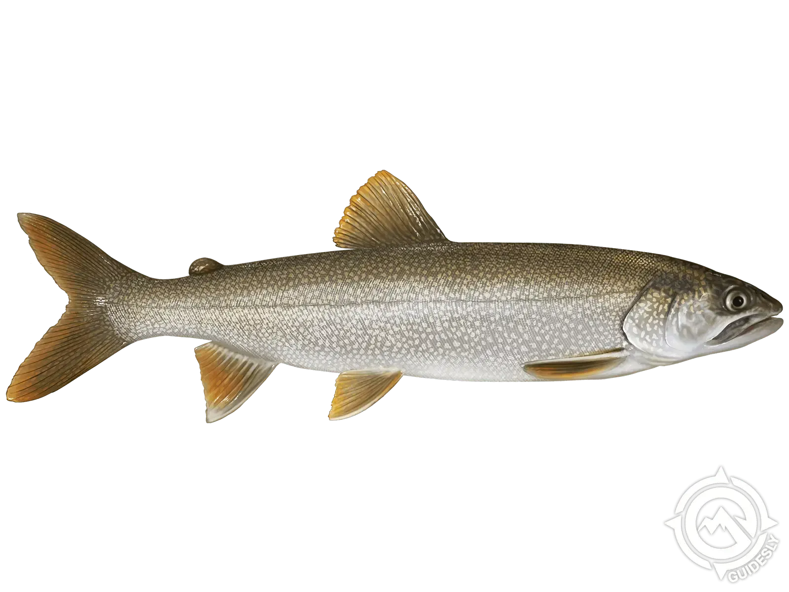 A close up of a fish on a white background.