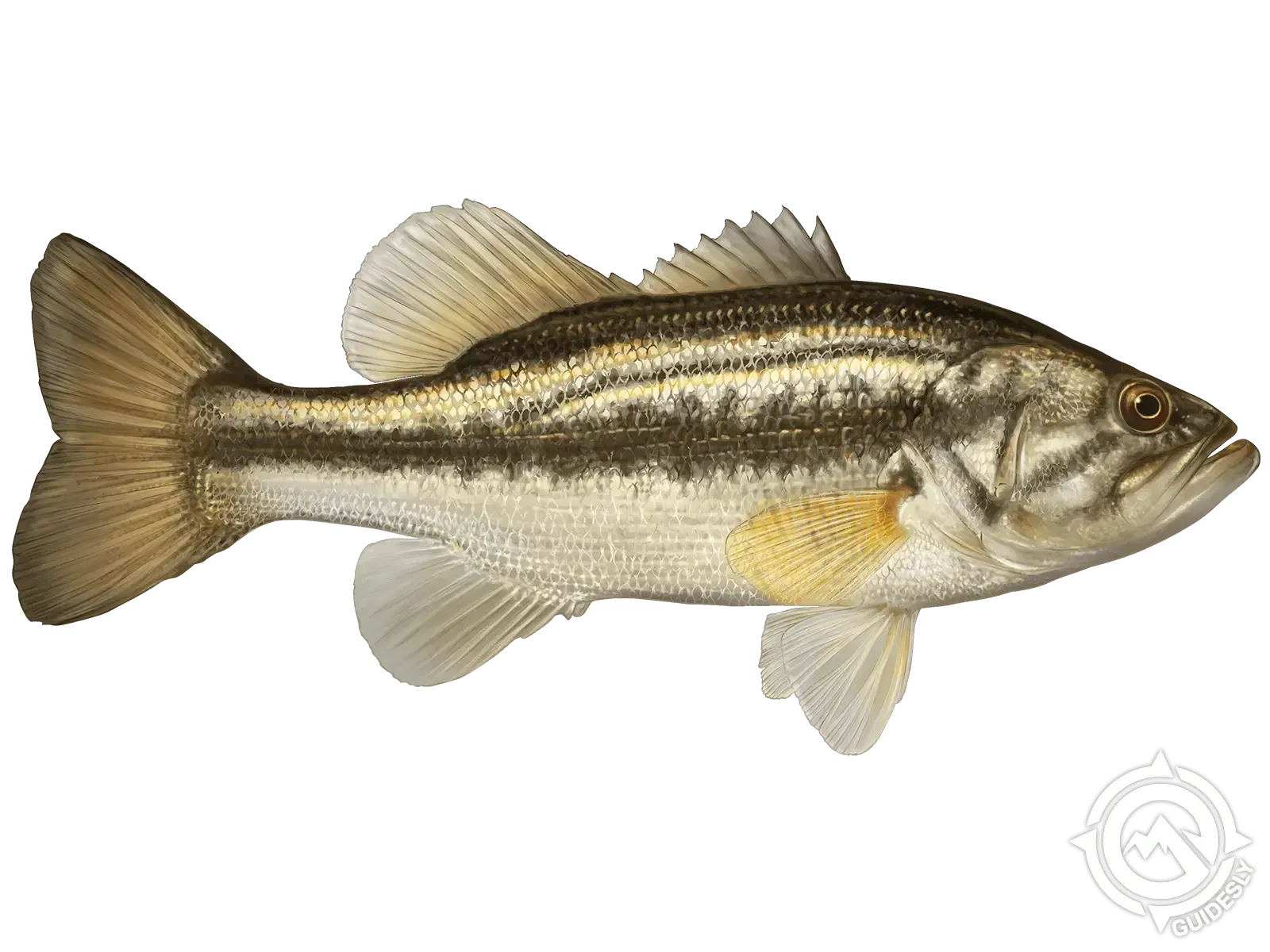 A largemouth bass is swimming on a white background.
