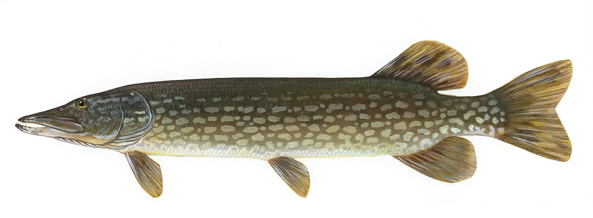 A close up of a fish on a white background.