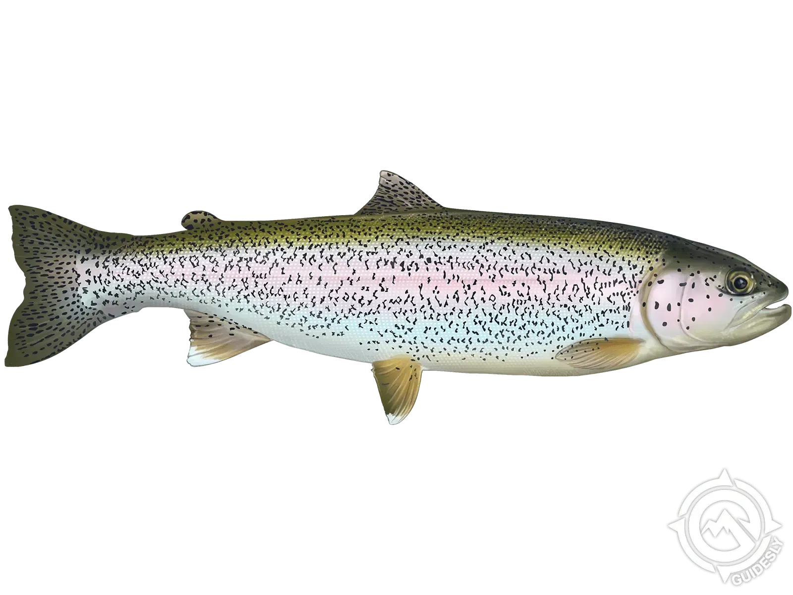 A rainbow trout is swimming on a white background.