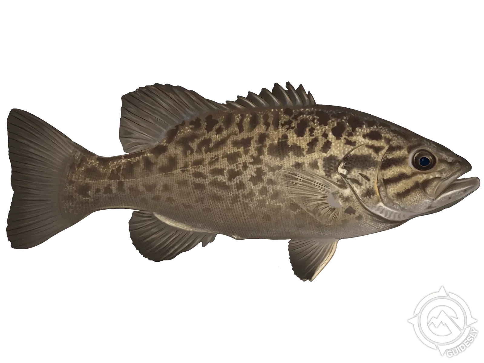 A small brown fish is swimming on a white background.