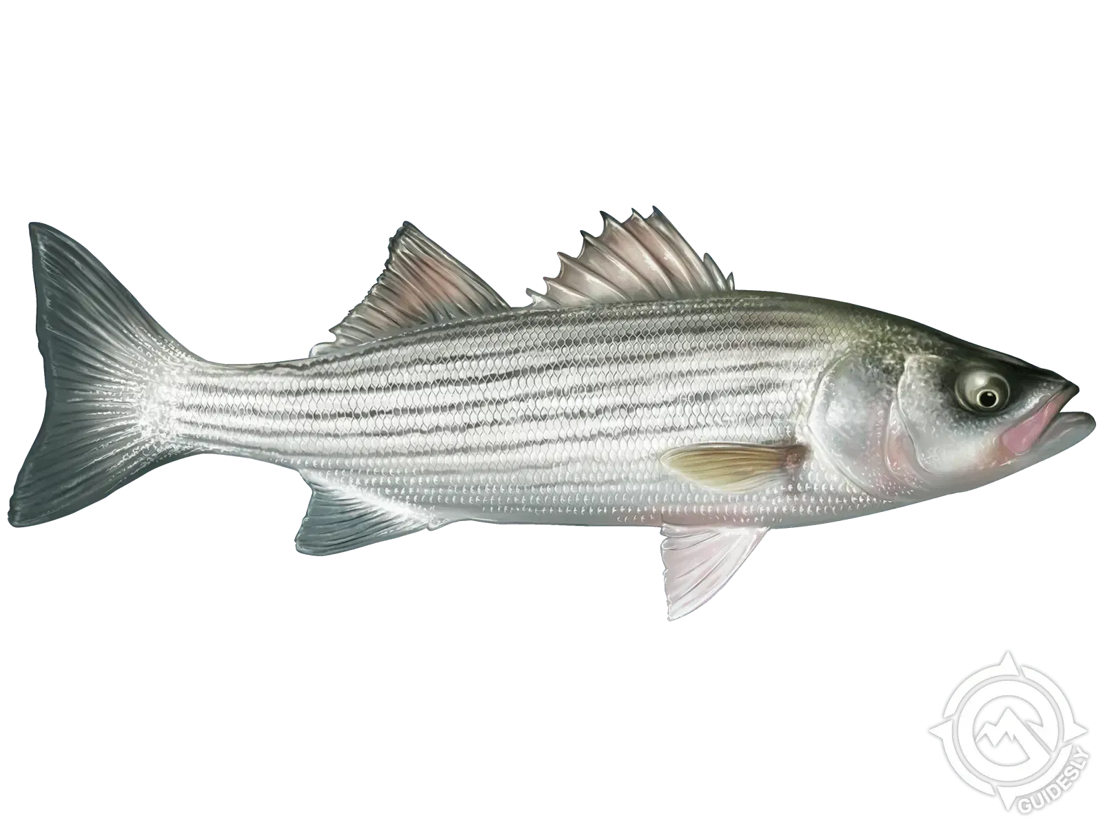 A striped bass is swimming in the water on a white background.