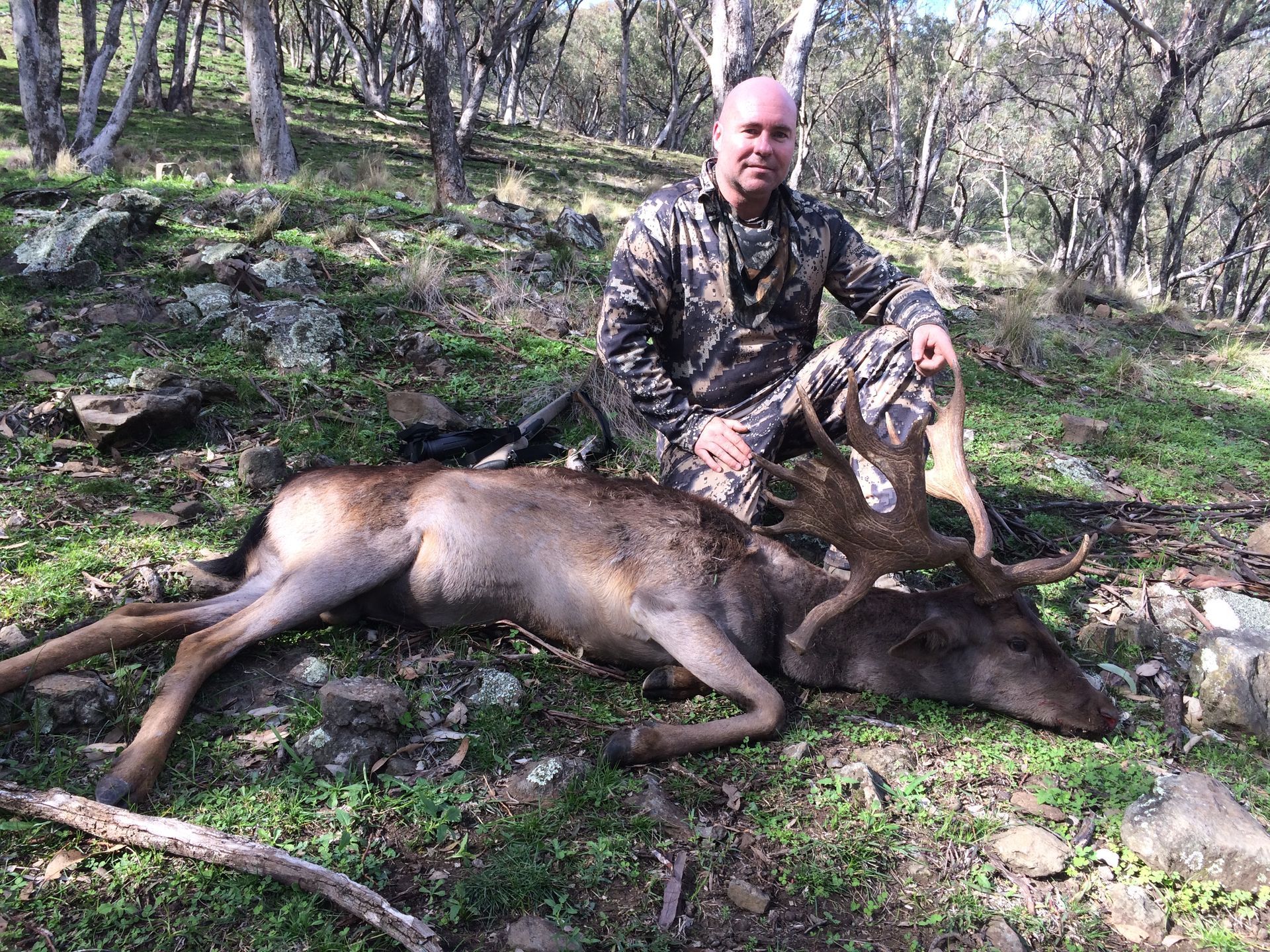 Deer