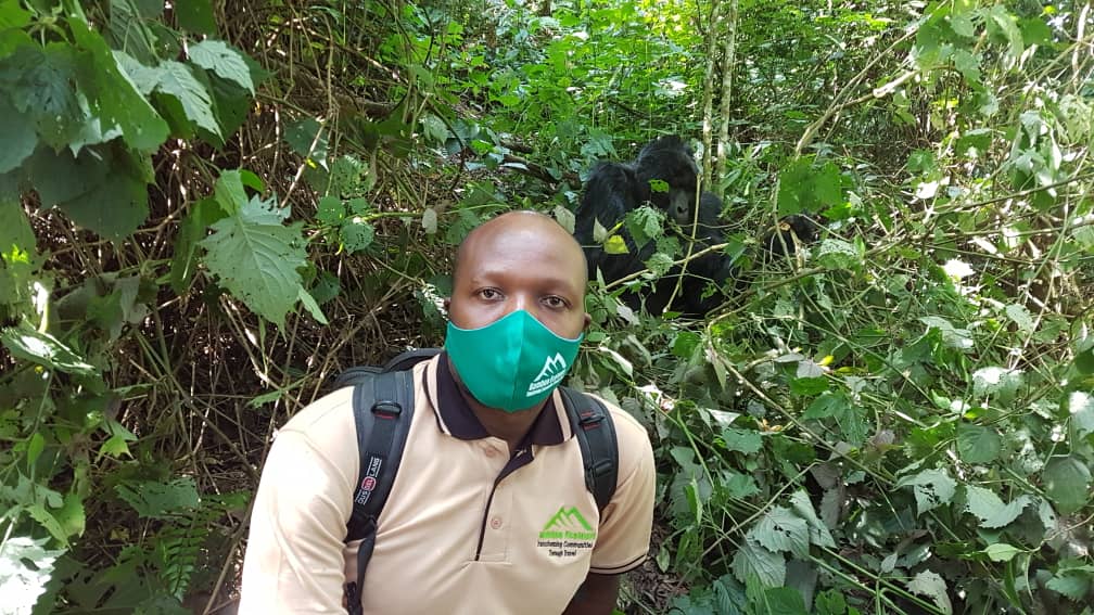 Mountain gorilla and a tracker in Ruhija, Bwindi
