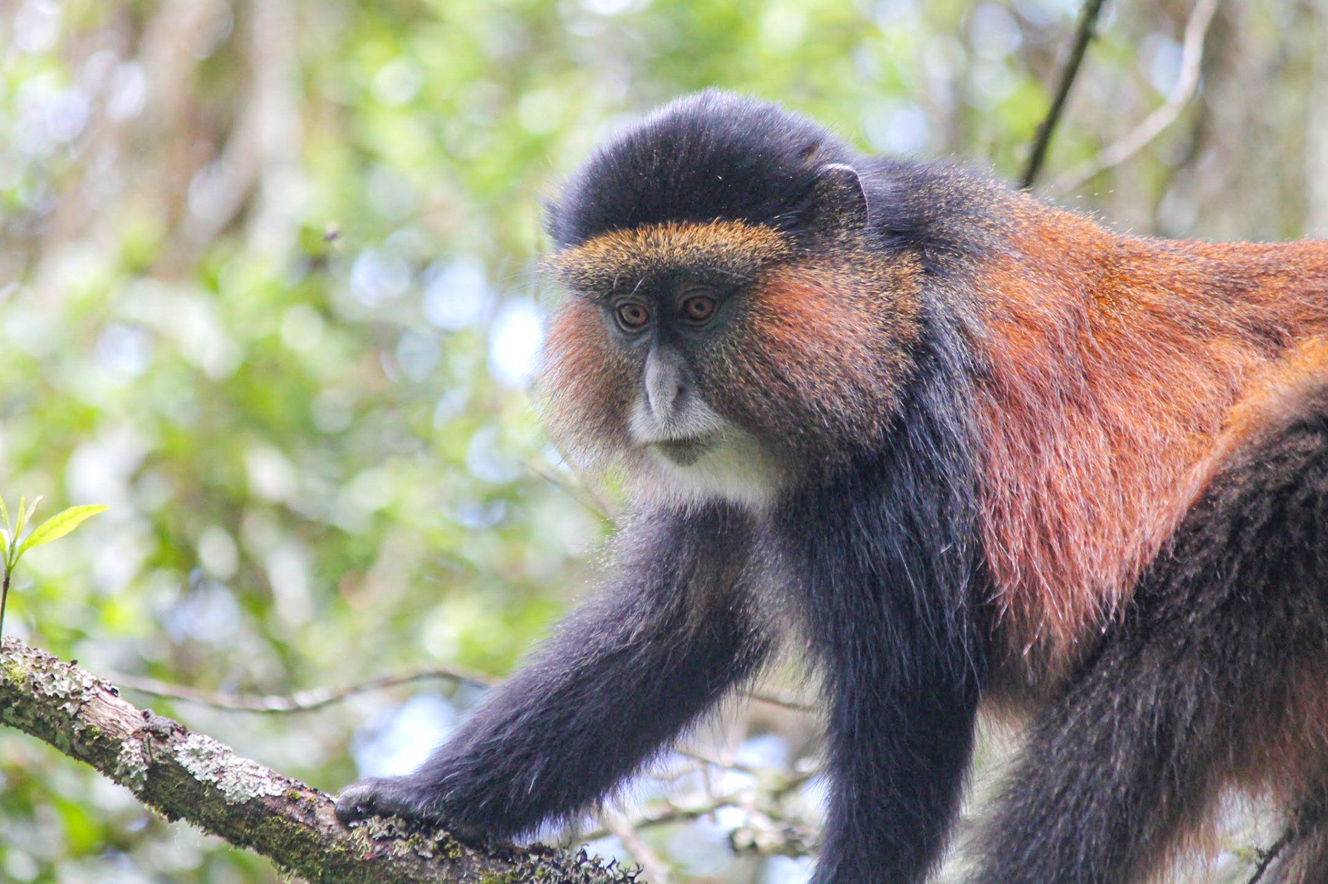 Golden monkey in Mgahinga Gorilla National Park