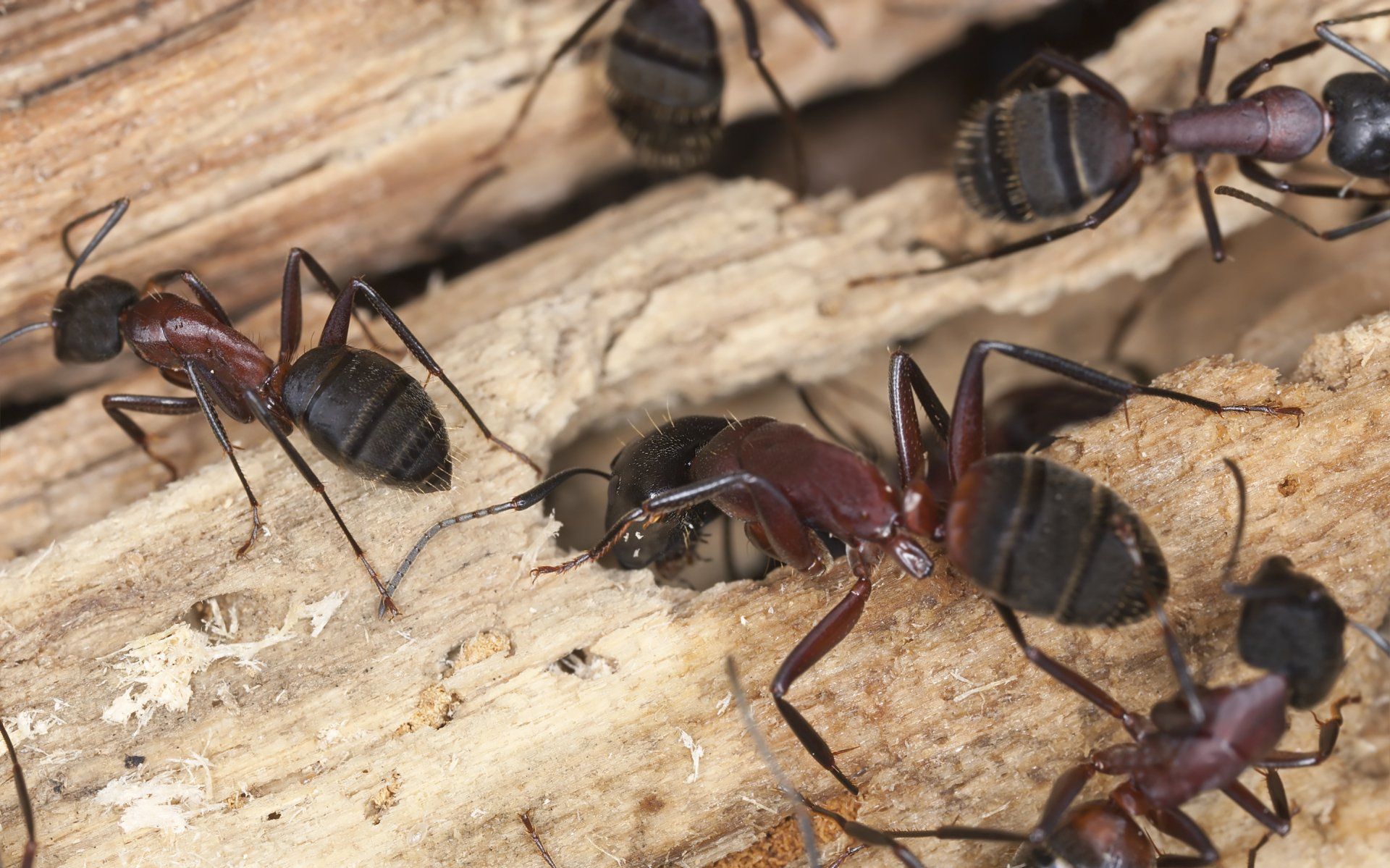 De grosses fourmis charpentières rouges et noires rampent sur et dans du bois endommagé.