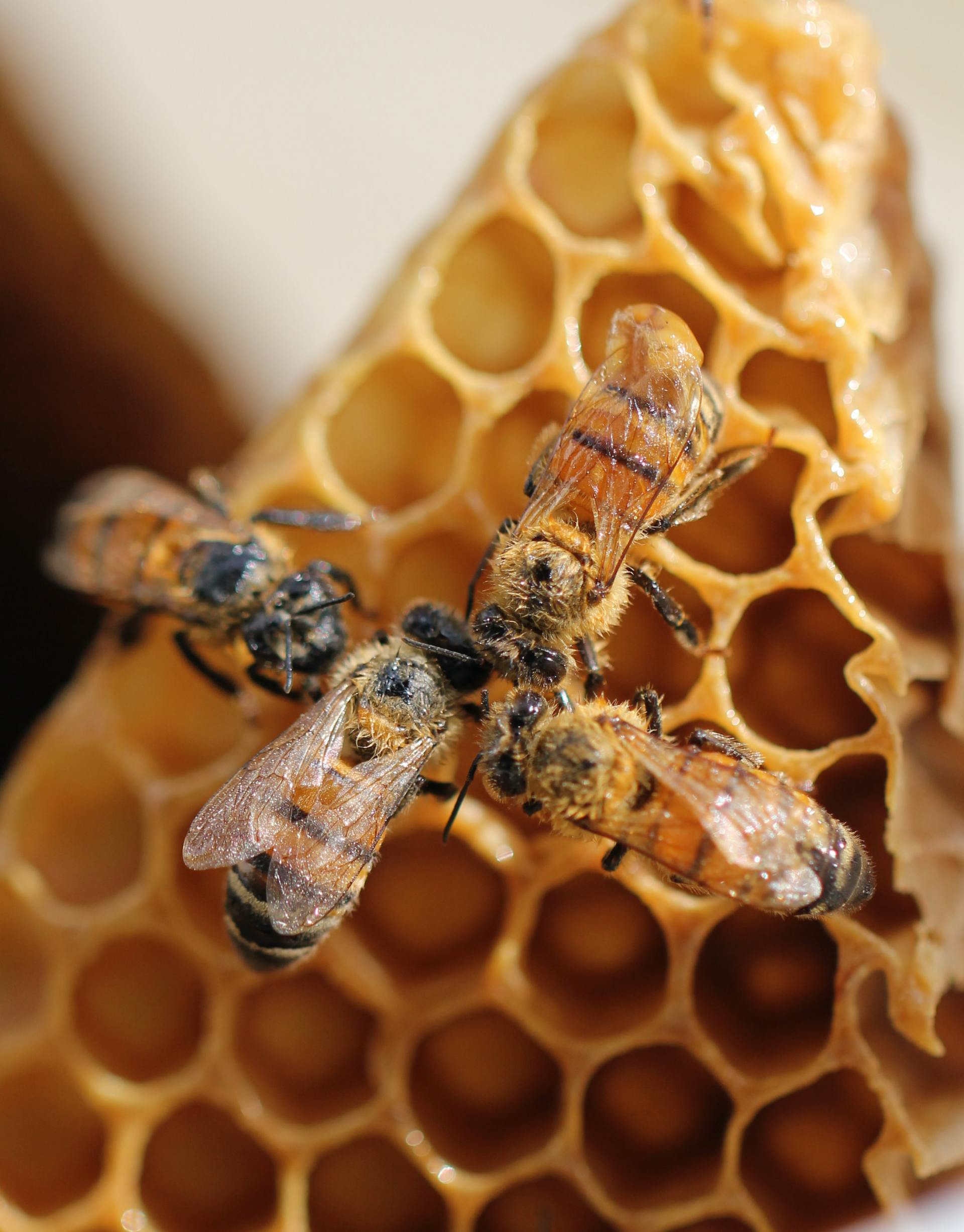 Des abeilles regroupées sur un rayon de miel, avec des alvéoles et des insectes de couleur ambrée.
