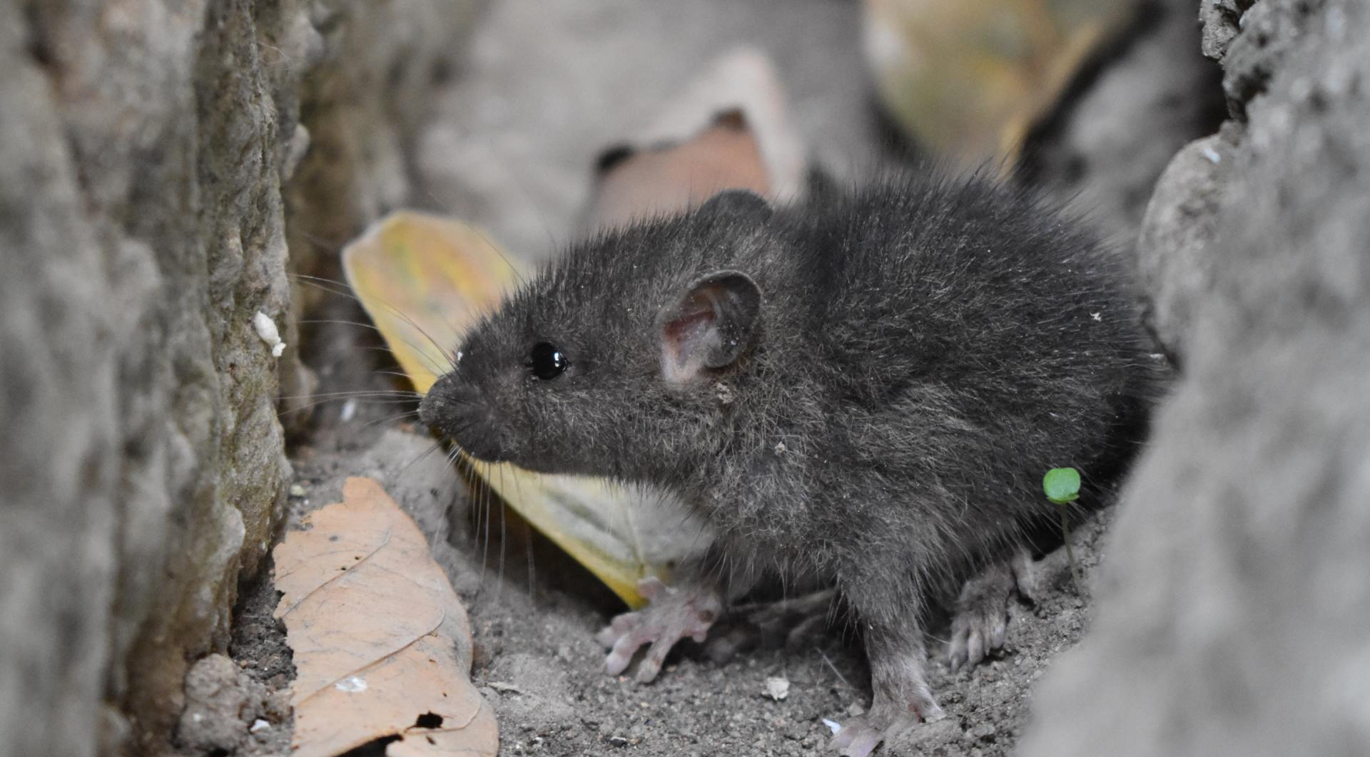 Petite souris gris foncé nichée dans une crevasse de pierre, à la carapace beige.