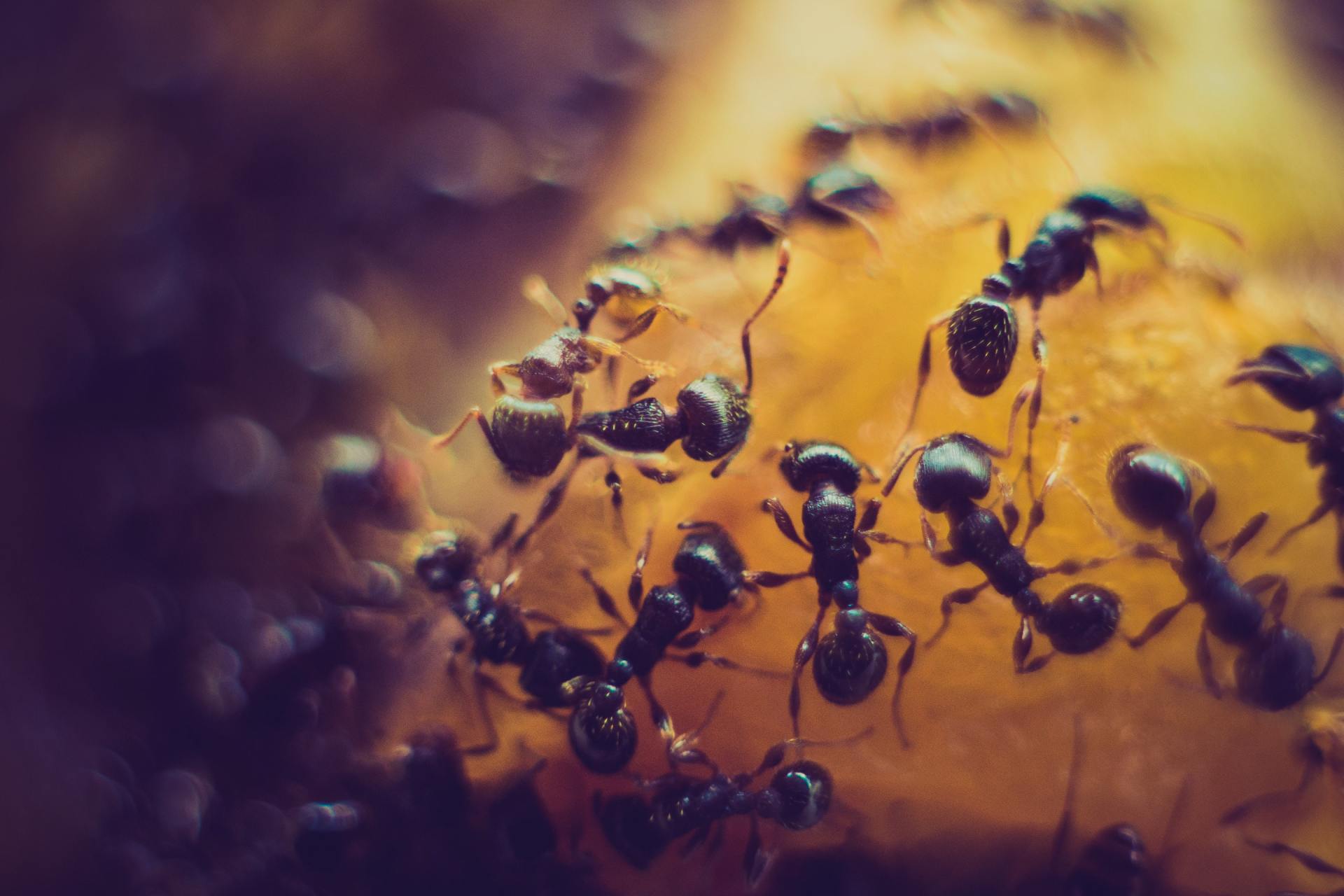 Black ants swarming on a yellow food source, likely fruit, with a blurred, dark background.