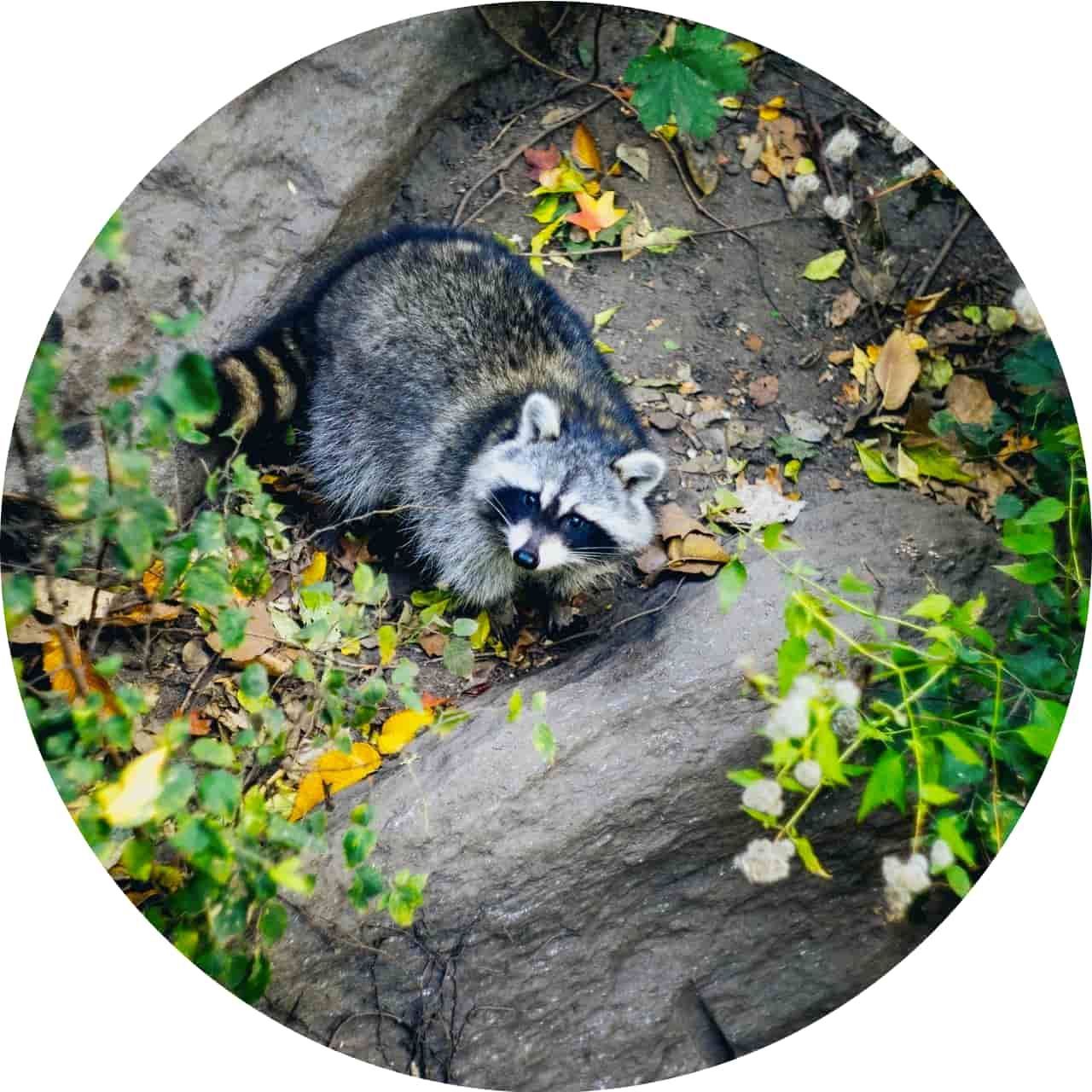 Raccoon with striped tail, sitting amidst rocks and foliage, looking down.