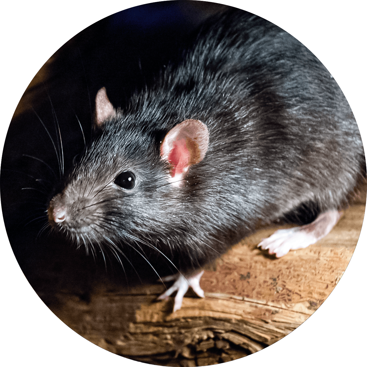 Rat gris de profil sur une surface en bois, montrant ses oreilles roses et ses whiskers blancs.