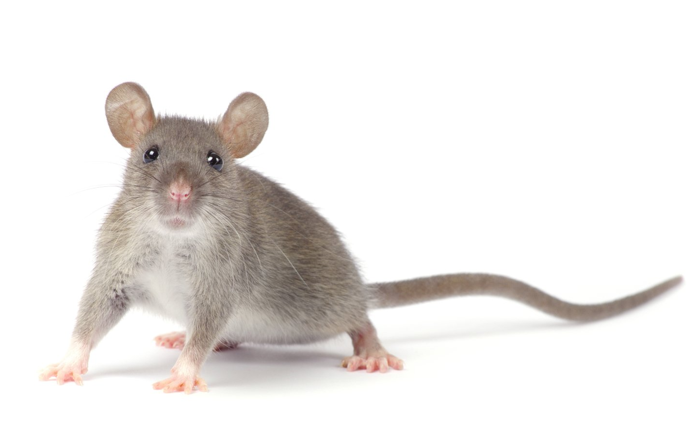 Souris grise et blanche vue de profil sur fond blanc.