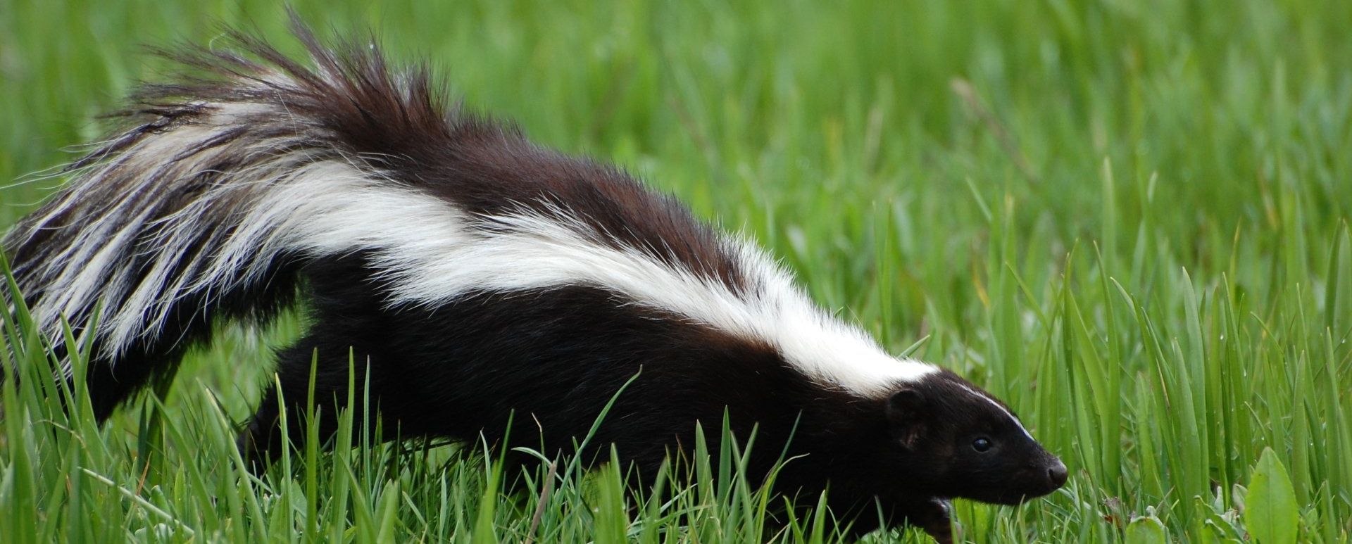 Une mouffette aux rayures blanches et noires marche dans l'herbe verte.