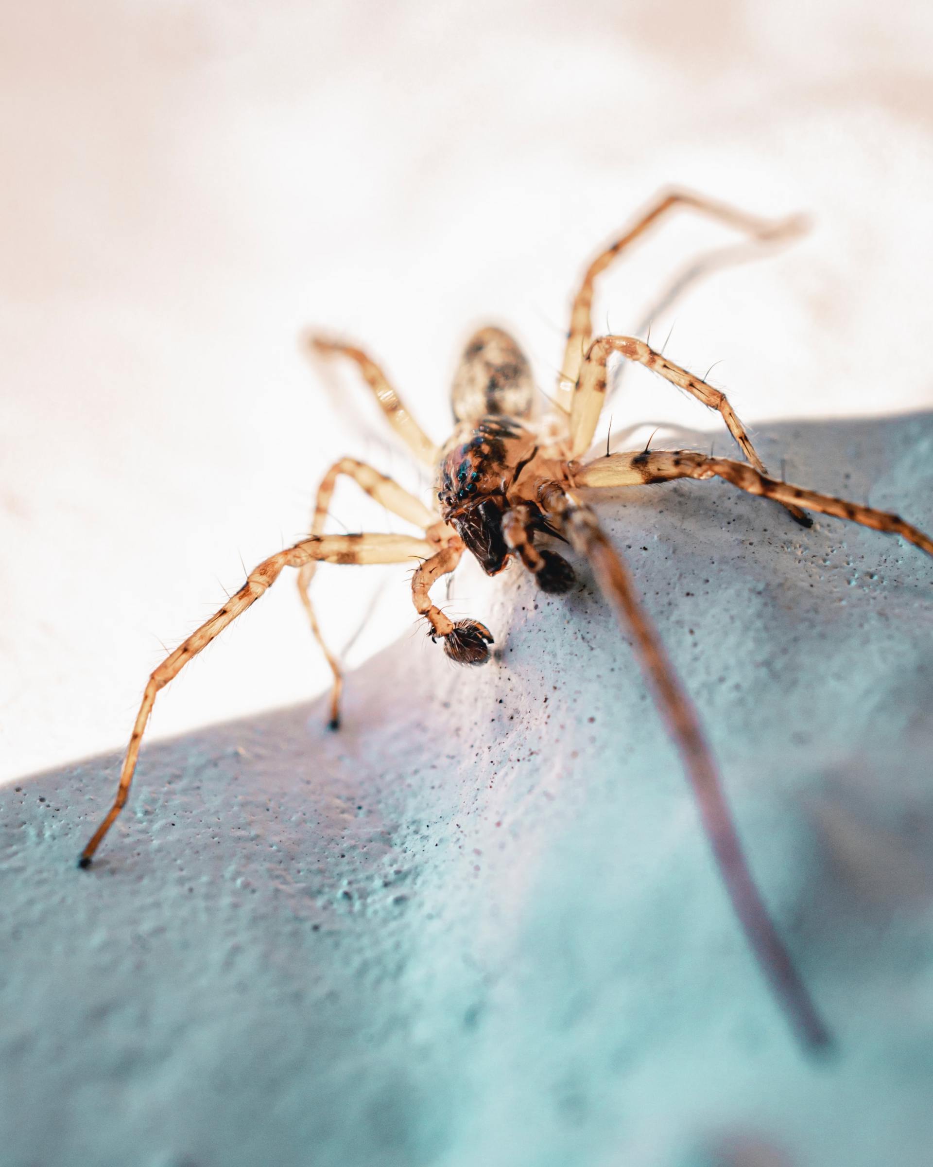 Araignée beige sur une surface texturée bleu clair, pattes étendues.