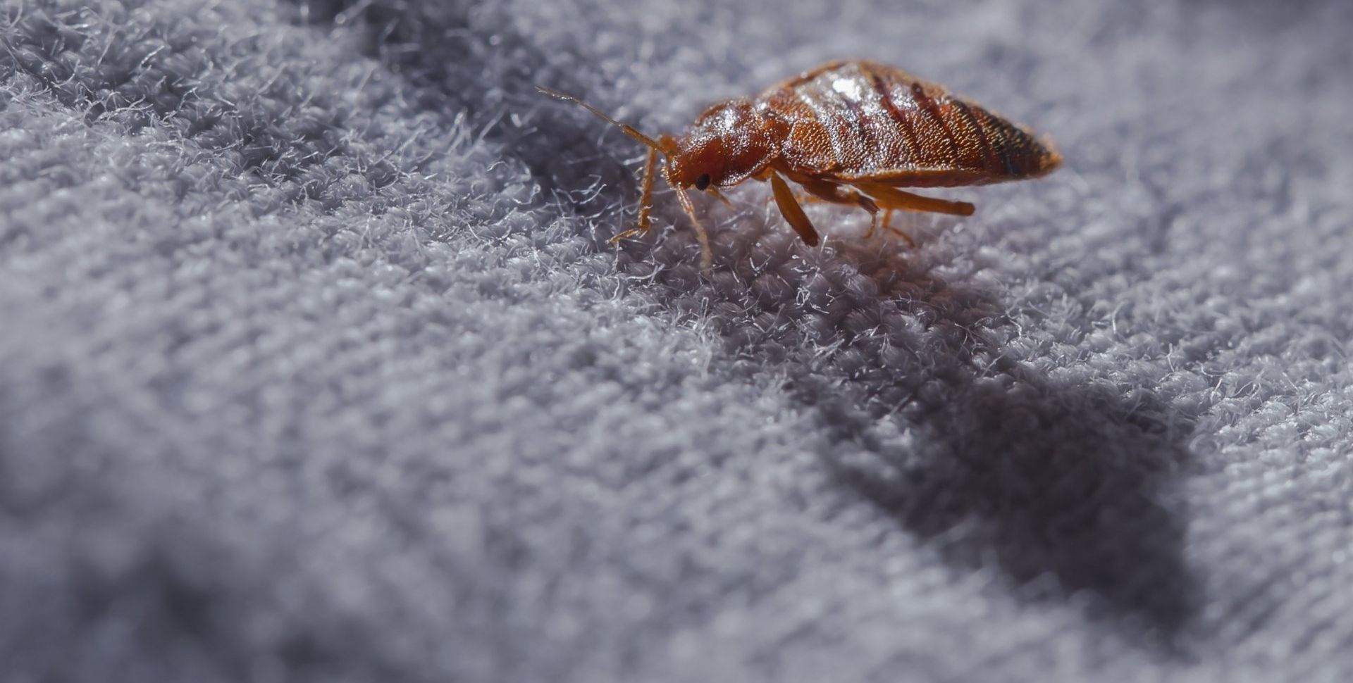 Bed bug on a light gray, textured surface.