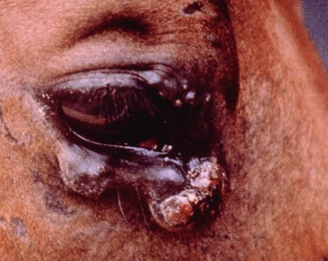 Ojo de caballo gravemente infectado, con hinchazón visible, secreción y costras.
