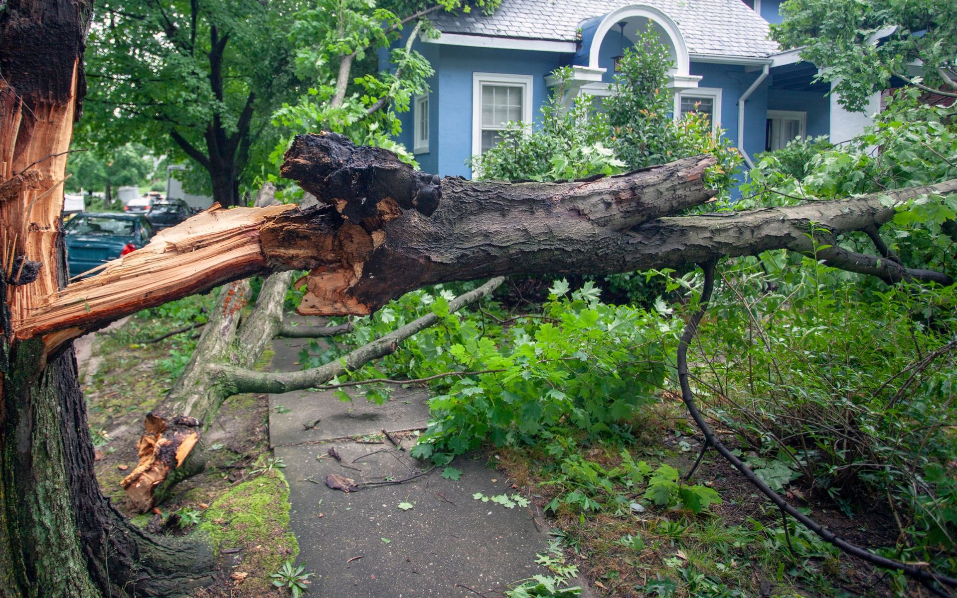 Fallen tree blocking a garden path in front of a blue house after a storm