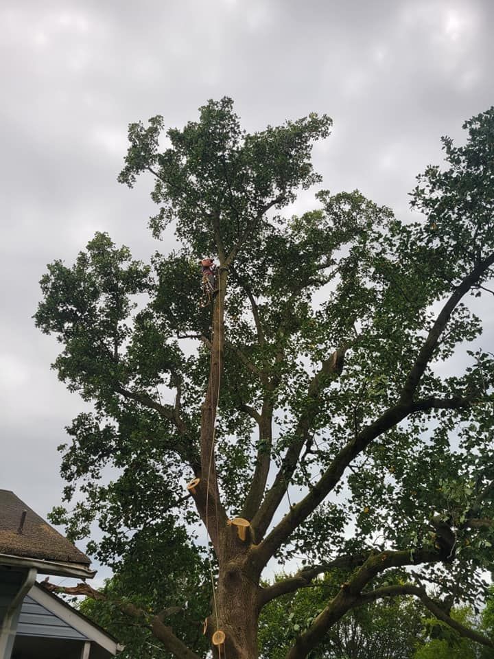 Tall tree with trimmed trunk and leafy branches against a cloudy sky, beside a house roofline