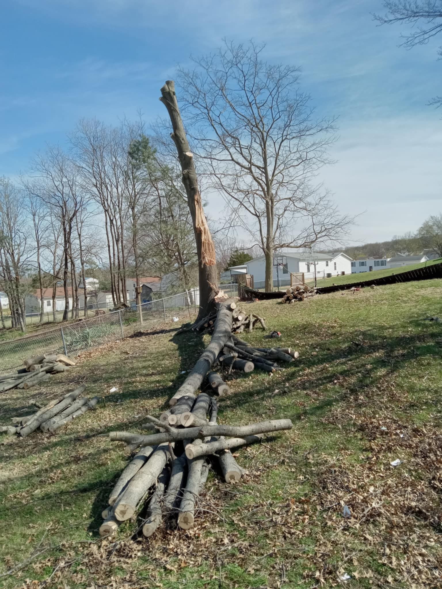 Fallen tree trunk with cut logs in a grassy yard near houses under a blue sky