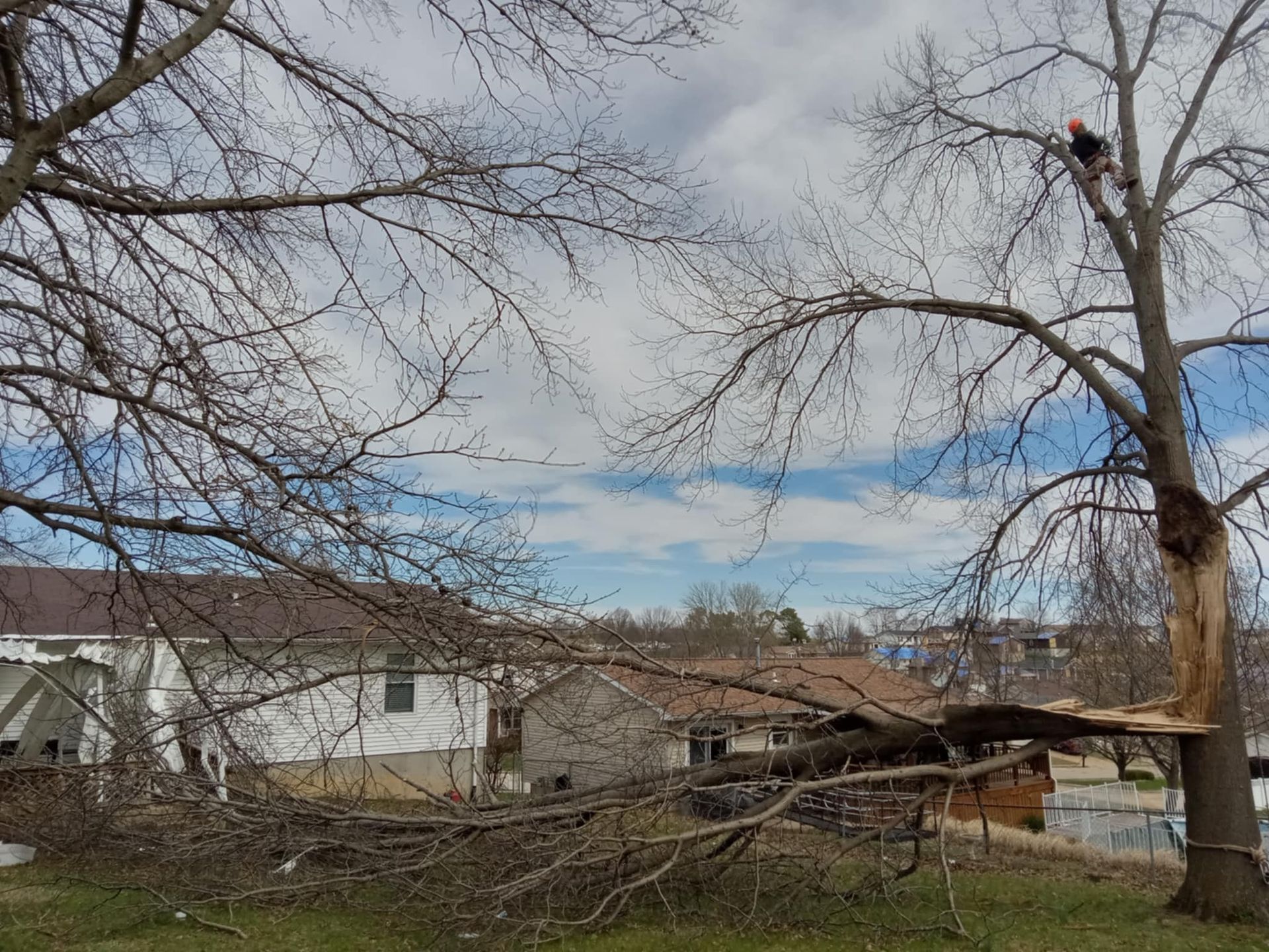 Leafless trees and houses in a backyard under a cloudy sky, with a fallen tree branch in the foreground